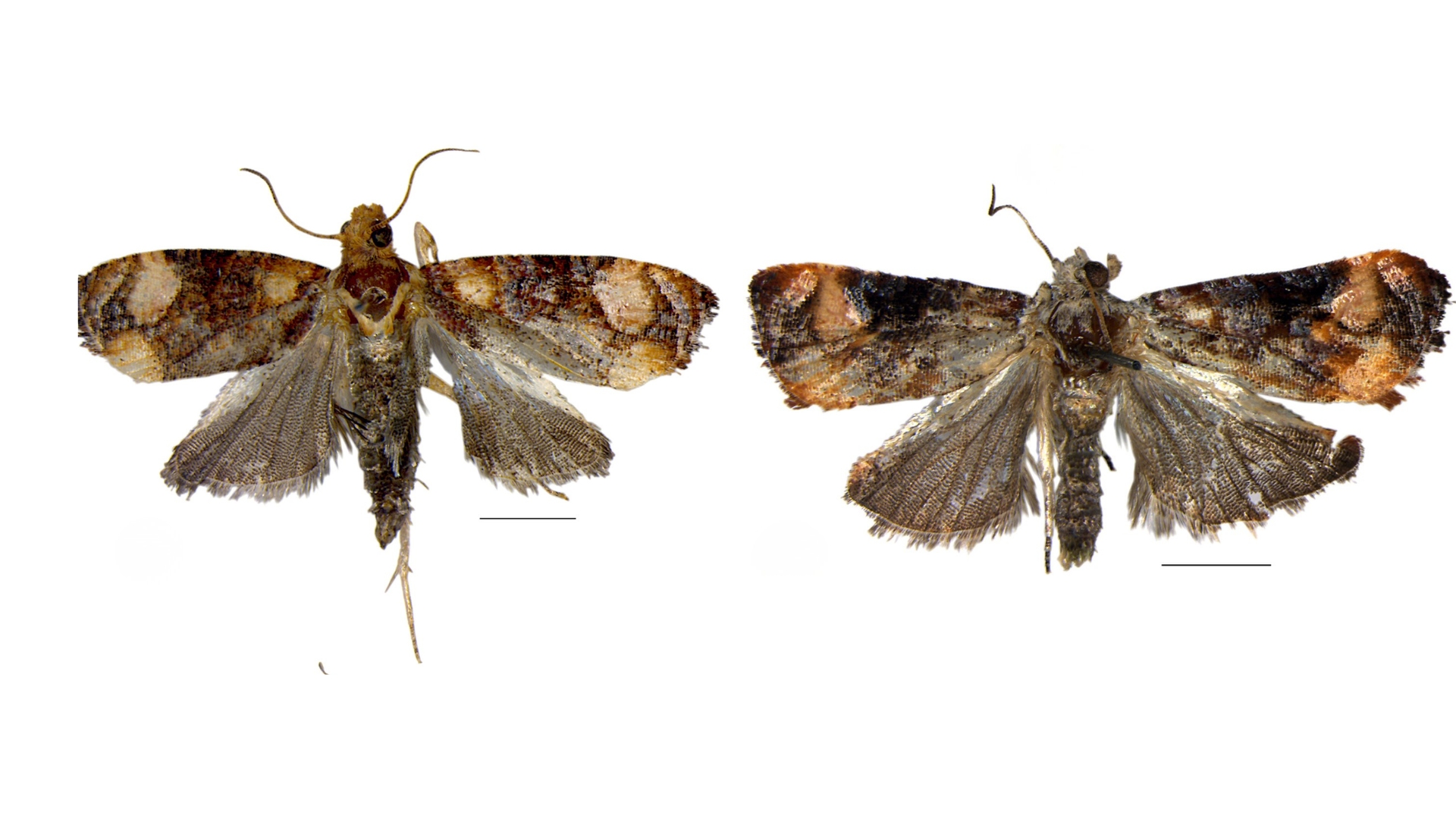 New species of rare ‘micromoths’ discovered in India’s remote Himalayan forests